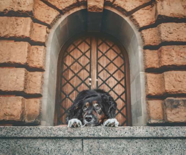 Hundeauslaufgebiet-Fellkinder Fotografie - Kimberley Koch-Bild