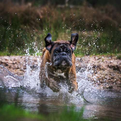 Hundeauslaufgebiet-Fellkinder Fotografie - Kimberley Koch-Bild