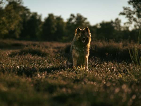Hundeauslaufgebiet-Kim Melina Fotografie-Bild