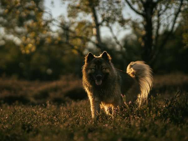 Hundeauslaufgebiet-Kim Melina Fotografie-Bild