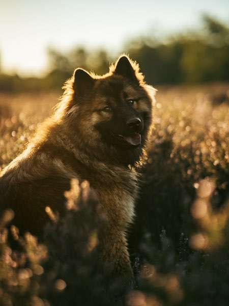 Hundeauslaufgebiet-Kim Melina Fotografie-Bild