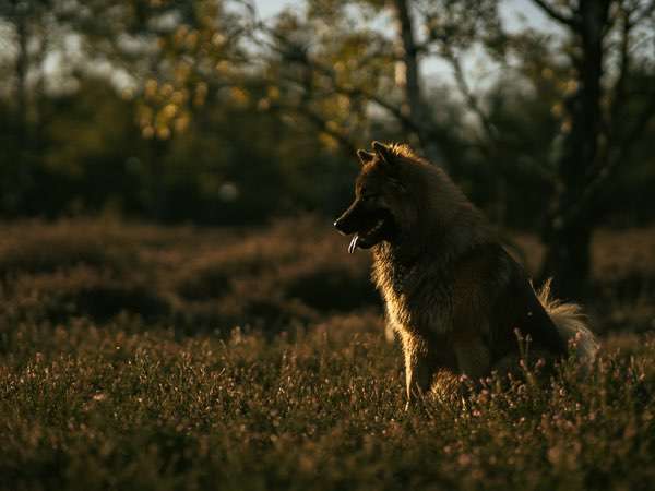 Hundeauslaufgebiet-Kim Melina Fotografie-Bild
