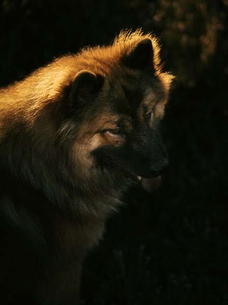Hundeauslaufgebiet-Kim Melina Fotografie-Bild