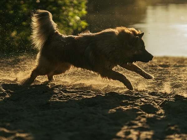 Hundeauslaufgebiet-Kim Melina Fotografie-Bild