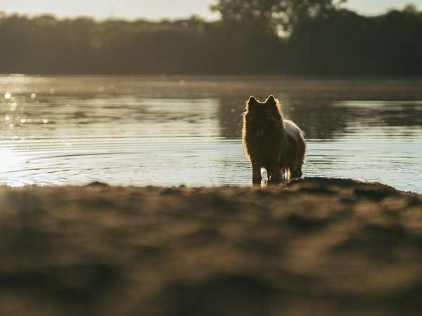 Hundeauslaufgebiet-Kim Melina Fotografie-Bild
