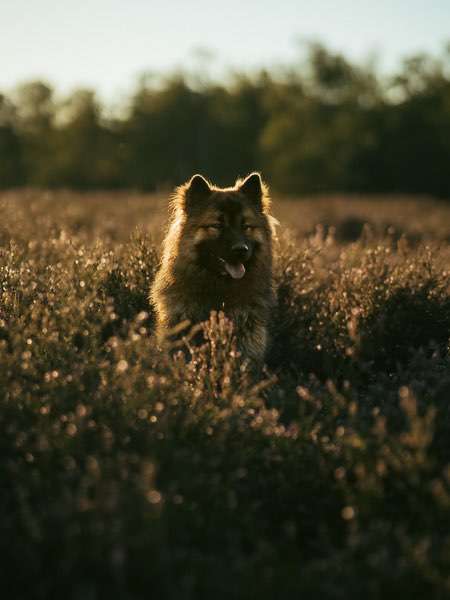 Hundeauslaufgebiet-Kim Melina Fotografie-Bild