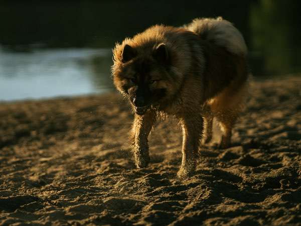 Hundeauslaufgebiet-Kim Melina Fotografie-Bild
