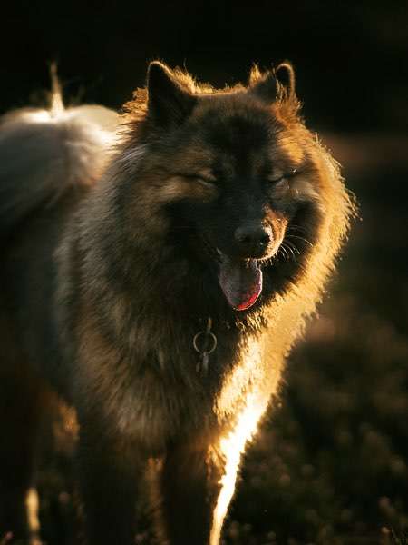 Hundeauslaufgebiet-Kim Melina Fotografie-Bild
