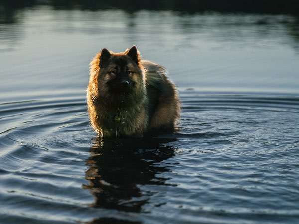 Hundeauslaufgebiet-Kim Melina Fotografie-Bild