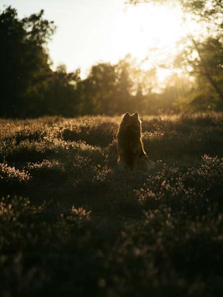 Hundeauslaufgebiet-Kim Melina Fotografie-Bild