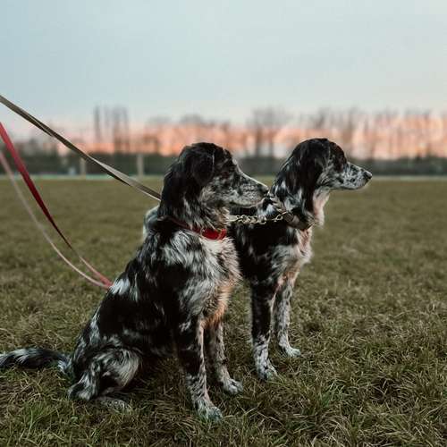 Hundeauslaufgebiet-NALIQUE -Bild