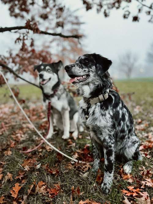 Hundeauslaufgebiet-NALIQUE -Bild