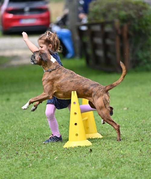 Hundeauslaufgebiet-Alina's Hundetraining-Bild