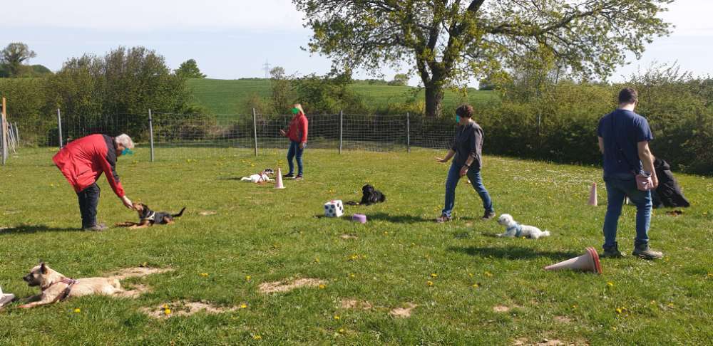 Hundeauslaufgebiet-Okydogy Hundeschule & Verhaltensberatung-Bild