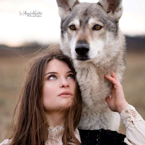 Hundeauslaufgebiet-Weltwinkelobjektiv Tierfotografie-Bild