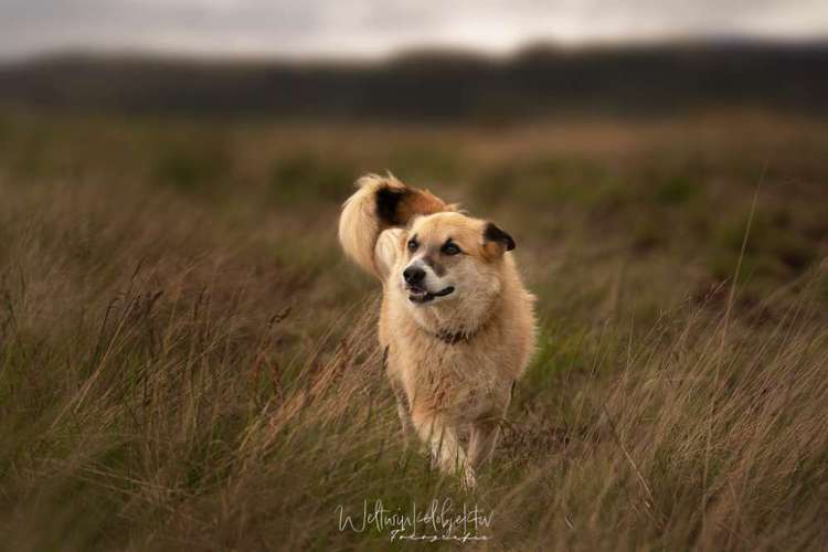 Hundeauslaufgebiet-Weltwinkelobjektiv Tierfotografie-Bild