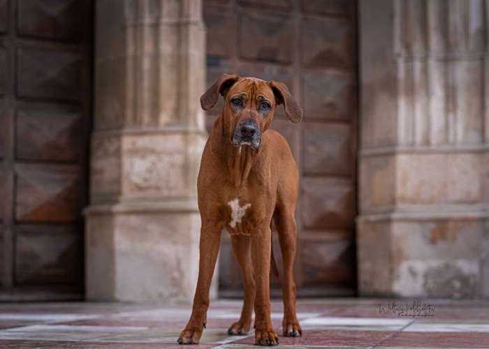 Hundeauslaufgebiet-Weltwinkelobjektiv Tierfotografie-Bild