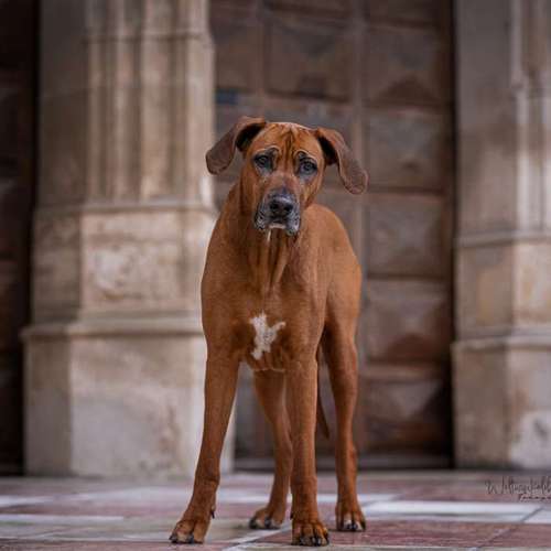 Hundeauslaufgebiet-Weltwinkelobjektiv Tierfotografie-Bild