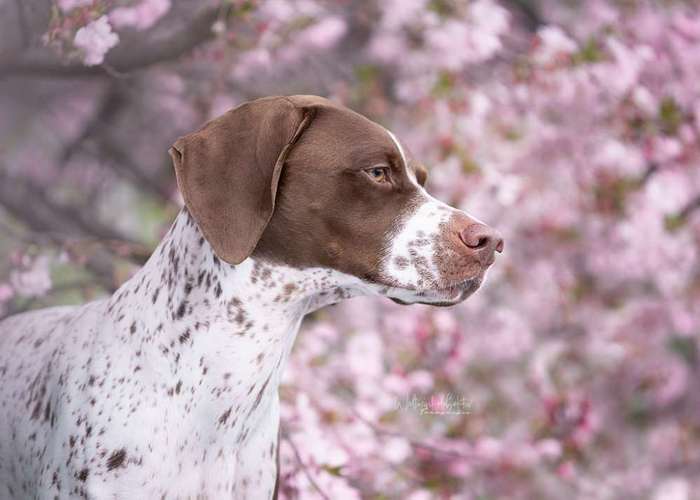 Hundeauslaufgebiet-Weltwinkelobjektiv Tierfotografie-Bild