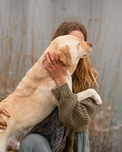 Hundeauslaufgebiet-Weltwinkelobjektiv Tierfotografie-Bild