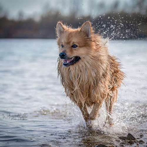 Hundeauslaufgebiet-Weltwinkelobjektiv Tierfotografie-Bild