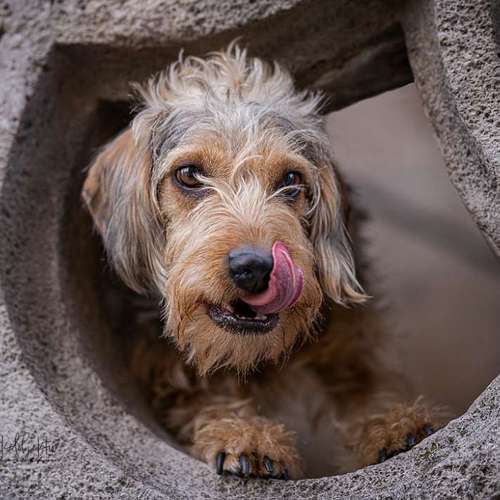 Hundeauslaufgebiet-Weltwinkelobjektiv Tierfotografie-Bild