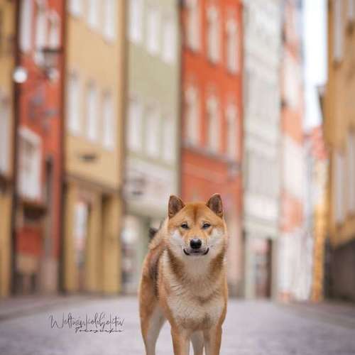 Hundeauslaufgebiet-Weltwinkelobjektiv Tierfotografie-Bild