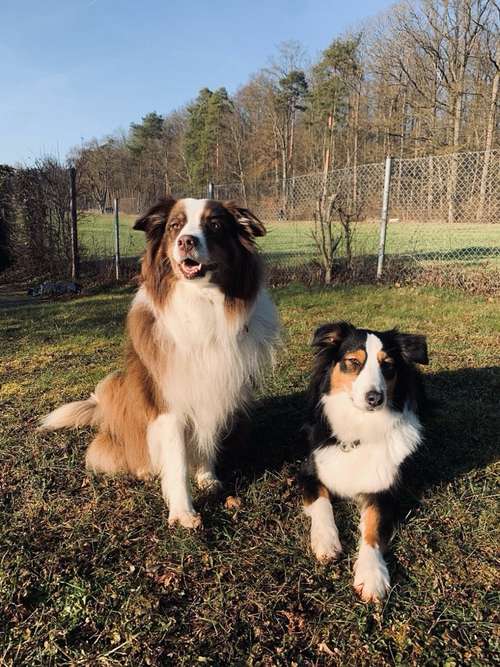 Hundeauslaufgebiet-Glückspfoten - Nicole Rösch-Bild
