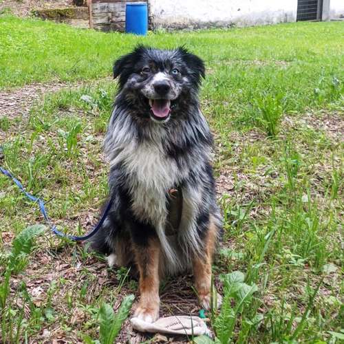 Hundeauslaufgebiet-Hundeschule Zürich-Bild