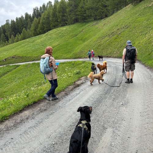 Hundeauslaufgebiet-Hundeschule Zürich-Bild