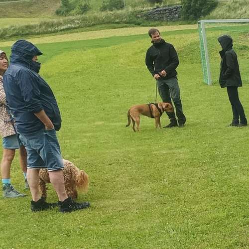 Hundeauslaufgebiet-Hundeschule Zürich-Bild