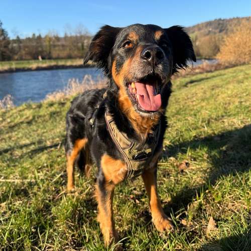Hundeauslaufgebiet-Hundeschule Zürich-Bild