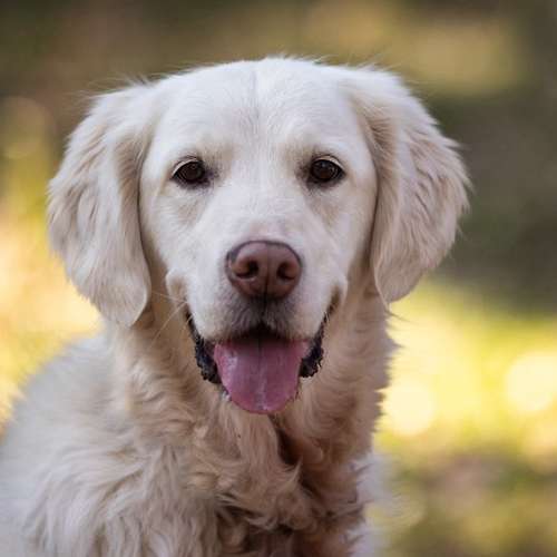 Hundeauslaufgebiet-Mensch-Hund-Werkstatt-Bild