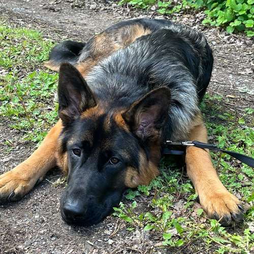 Hundeauslaufgebiet-Mensch-Hund-Werkstatt-Bild