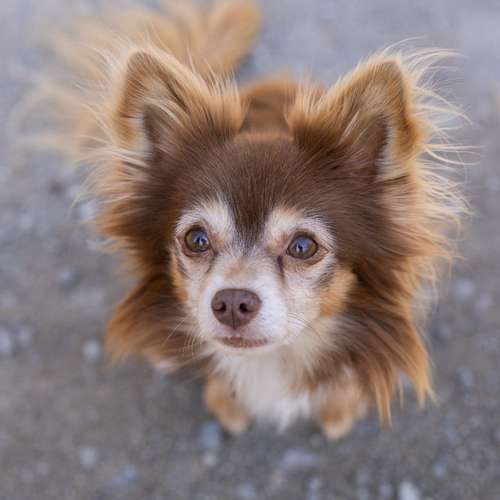 Hundeauslaufgebiet-Mensch-Hund-Werkstatt-Bild