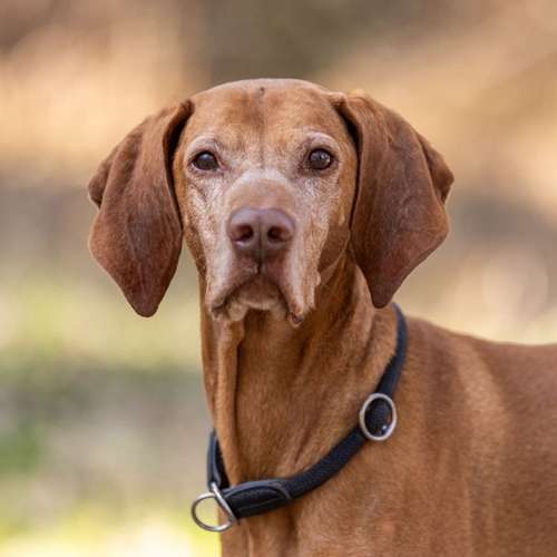 Hundeauslaufgebiet-Mensch-Hund-Werkstatt-Bild
