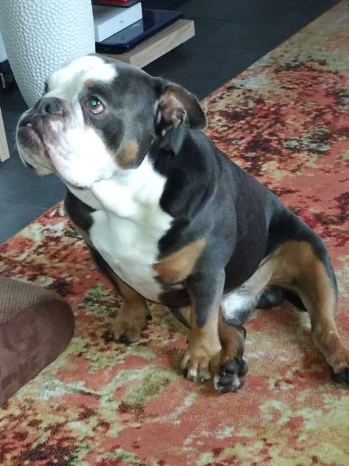 Hundeauslaufgebiet-Tierarztpraxis Küppenbender-Bild