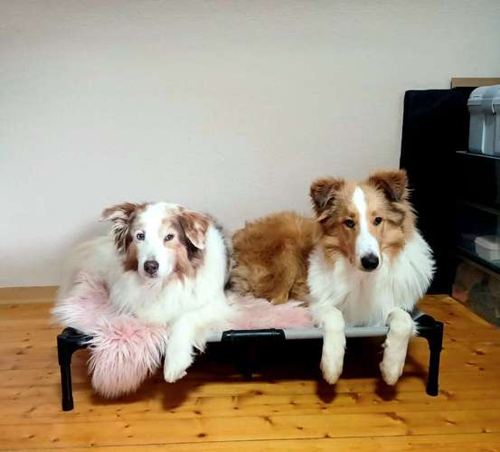 Hundeauslaufgebiet-Hundeschule Hochwaldschnüffler-Bild