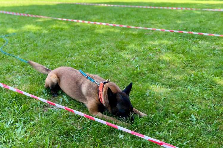 Hundeauslaufgebiet-SCT - Mobile Hundeschule by Anita Kijek-Bild