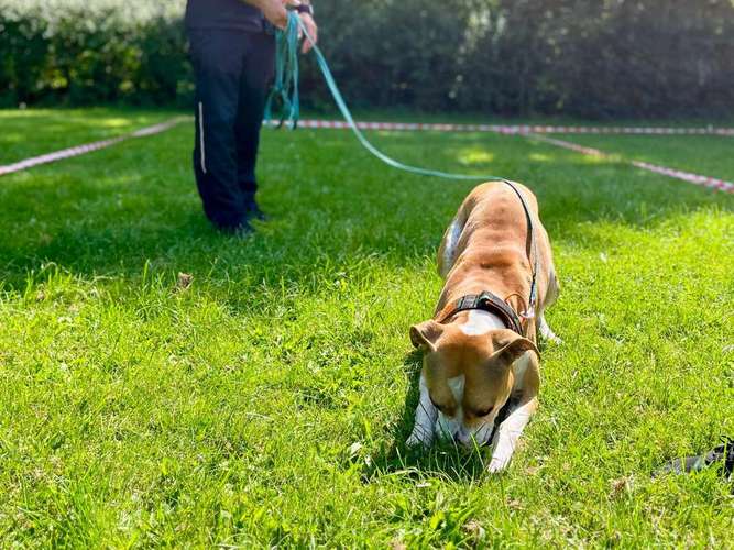 Hundeauslaufgebiet-SCT - Mobile Hundeschule by Anita Kijek-Bild