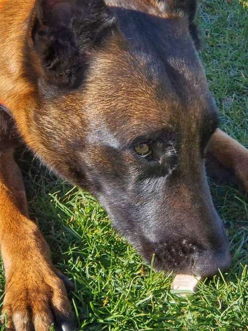 Hundeauslaufgebiet-SCT - Mobile Hundeschule by Anita Kijek-Bild