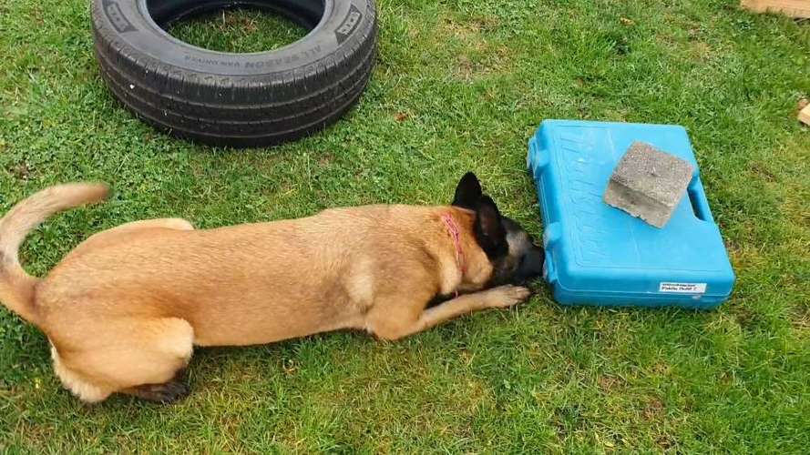 Hundeauslaufgebiet-SCT - Mobile Hundeschule by Anita Kijek-Bild