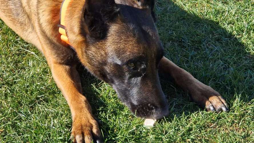 Hundeauslaufgebiet-SCT - Mobile Hundeschule by Anita Kijek-Bild