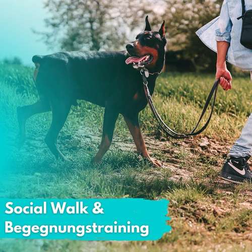 Hundeauslaufgebiet-DOGbalance Coaching-Bild