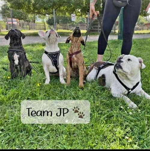 Hundeauslaufgebiet-JP 🐶 (JUSTPET) Mensch-Hund Teambuilderin-Bild