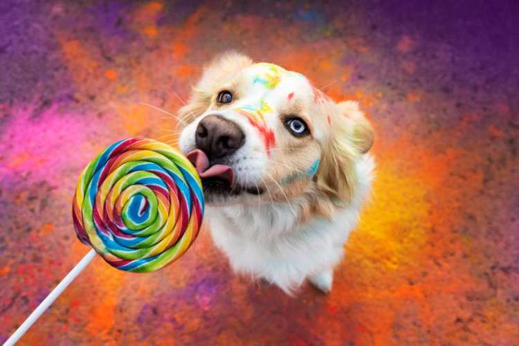 Hundeauslaufgebiet-Jessica Böcker Fotografie-Bild