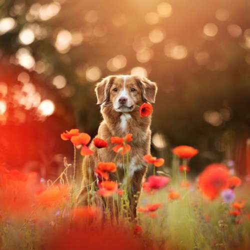 Hundeauslaufgebiet-Jessica Böcker Fotografie-Bild