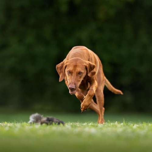 Hundeauslaufgebiet-Jessica Böcker Fotografie-Bild