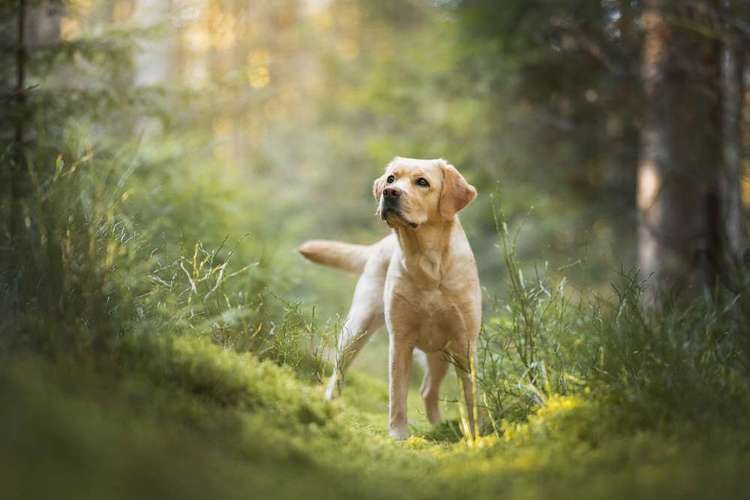 Hundeauslaufgebiet-Jessica Böcker Fotografie-Bild