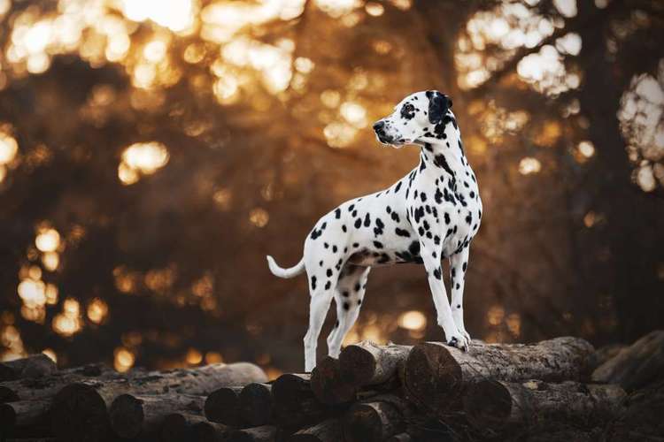 Hundeauslaufgebiet-Jessica Böcker Fotografie-Bild